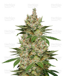 Sweet Black Angel (Samsara Seeds) Cannabis-Samen