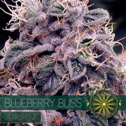 Blueberry Bliss Auto - Vision Seeds