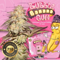 BubbleBananaGum Special Pack - T.H. Seeds