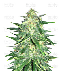 Lemon AK Auto feminisierte Samen (Fast Buds)