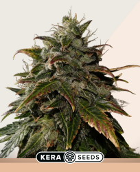 Burmese Kush - Kera Seeds