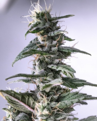 C5 Haze x Kali China - Ace Seeds