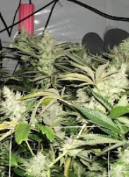 BC Rockstar Reg. - BC Bud Depot