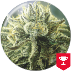 Canadian Kush 2.0 - Medical Seeds