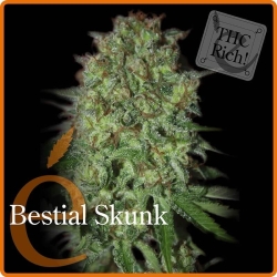 Bestial Skunk - éLite Seeds