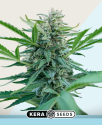 CBD Black Diamond - Kera Seeds