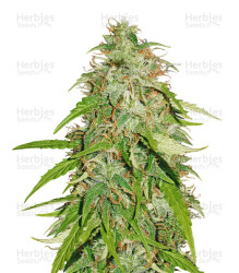 Northern Lights Automatic (Sensi Seeds) Cannabis-Samen