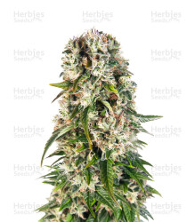 Big Bud Automatic (Sensi Seeds) Cannabis-Samen