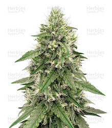 Zombie Kush (Ripper Seeds) Cannabis-Samen