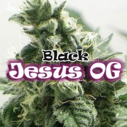 Black Jesus OG - Dr. Underground