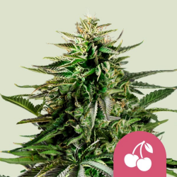 Cherry Pie - Royal Queen Seeds