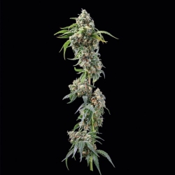 Chocolope - DNA Genetics