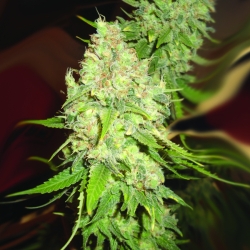 Blackberry OG CBD Reg. - Emerald Triangle Seeds