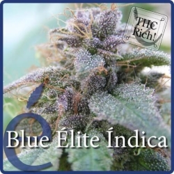 Blue Elite Indica - éLite Seeds