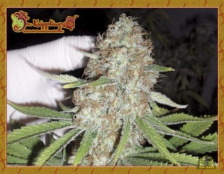 Blue Kripple - Dr Krippling Seeds