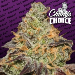 Chong's Choice Blue Kush Berry - Paradise Seeds