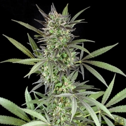 Blue Venom - G13 Labs