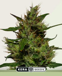 Critical Autoflower - Kera Seeds