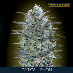 Critical Lemon - Advanced Seeds