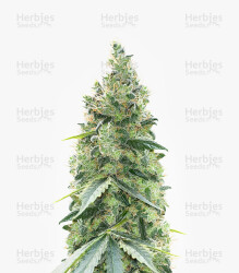 Northern Light (Kera Seeds) Cannabis-Samen