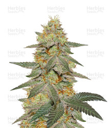 Outdoor Hurricane (Kera Seeds) Cannabis-Samen