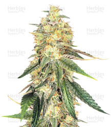 Wedding Cake (Big Head Seeds) Cannabis-Samen