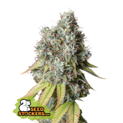 Bruce Banner Auto - SeedStockers