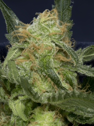 Don Gorilla Glue Auto - Don Avalanche Seeds