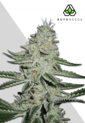 Dreamberry Autoflower - Auto Seeds