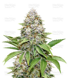 Bruce Banner #3 Fast (Original Sensible Seeds) Cannabis-Samen