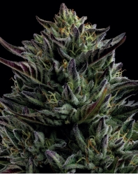 California Octane - Humboldt Seeds Company