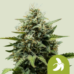 Fat Banana Automatic - Royal Queen Seeds