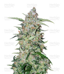 Girl Scout Cookies feminisierte Samen (Garden of Green)