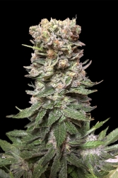 CBD Cake - Kalashnikov Seeds