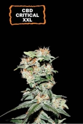 CBD Critical XXL Auto - SeedStockers