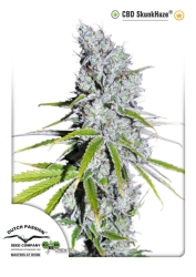 CBD Skunk Haze - Dutch Passion