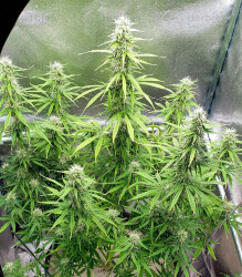 Girl Scout Cookies Auto (BlimBurn Seeds) Cannabis-Samen