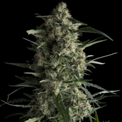 Galaxy CBD - Pyramid Seeds