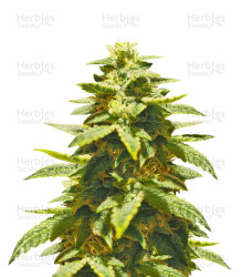 Krippling’s Gelato (Dr. Krippling Seeds) Cannabis-Samen