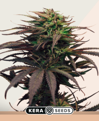 Girl Scout Cookies - Kera Seeds