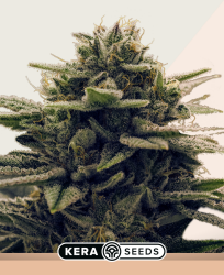 Gorilla Glue - Kera Seeds