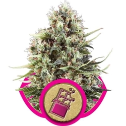 Chocolate Haze - Royal Queen Seeds