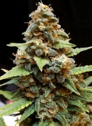 Gorilla Lemon Fire - Cream of The Crop