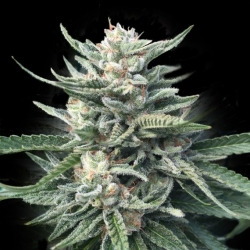 Chocolope 256 Reg. - DNA Genetics