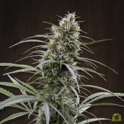 Congo Reg. - ACE Seeds