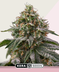 Greengo Bio Haze - Kera Seeds