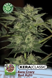 Crazy Bud Auto - Kera Seeds