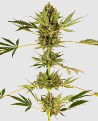 Himalayan CBD - Sensi Seeds