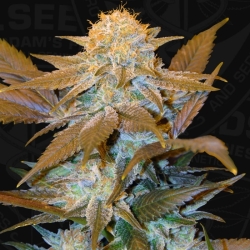 Critical HOG - T.H. Seeds