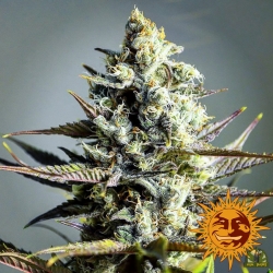 Critical Kush - Barney's Farm